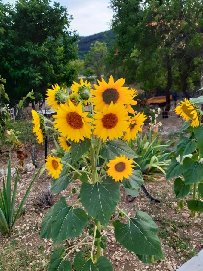 Bed and Breakfast Il Girasole Castelvecchio Calvisio Екстер'єр фото