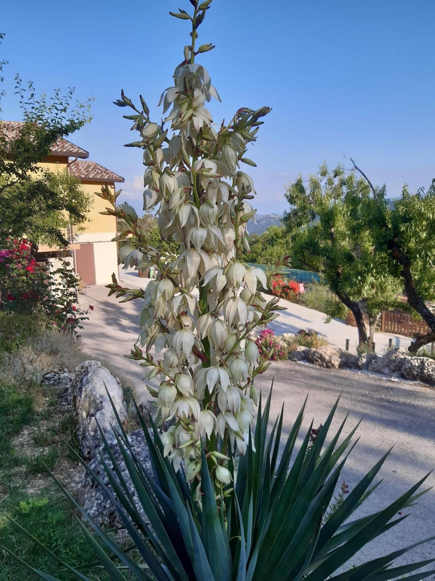 Bed and Breakfast Il Girasole Castelvecchio Calvisio Екстер'єр фото