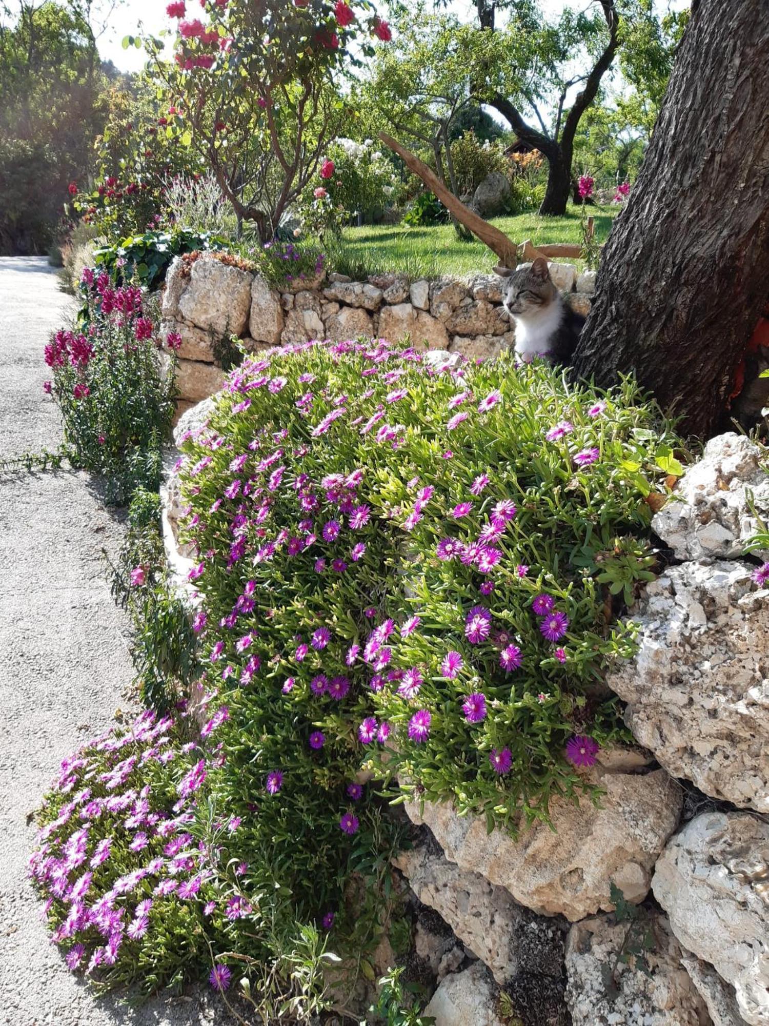 Bed and Breakfast Il Girasole Castelvecchio Calvisio Екстер'єр фото